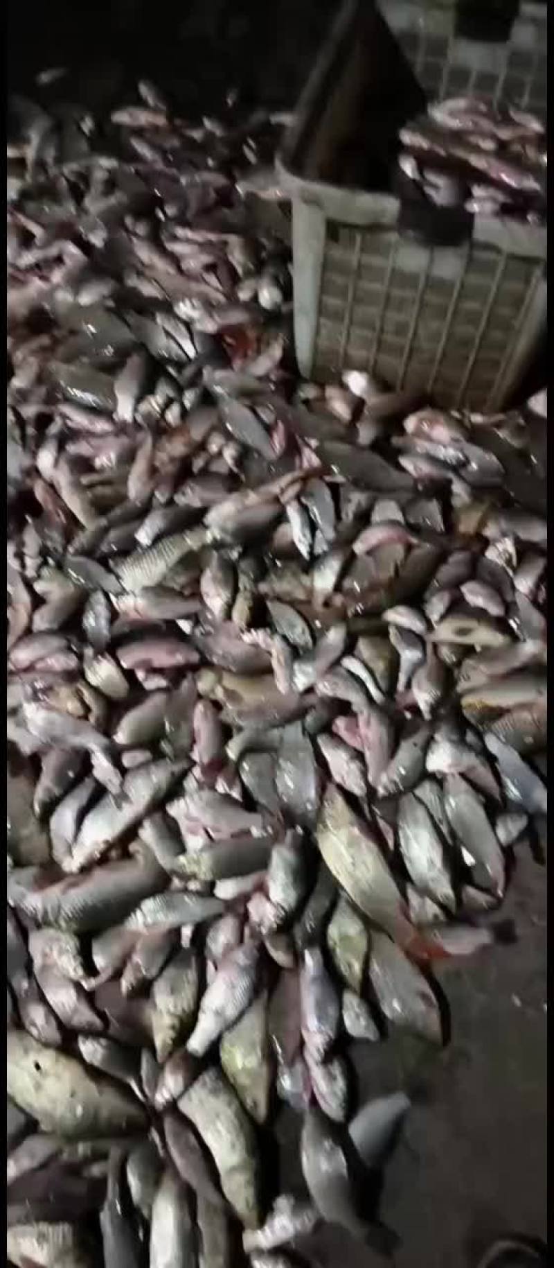 需要的抓紧联系啊私信吗