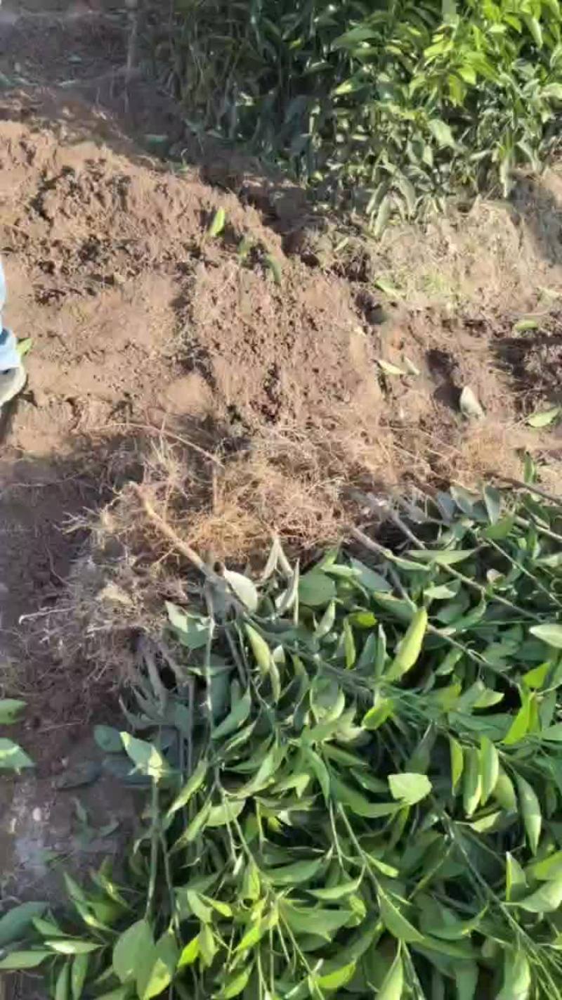 沃柑苗