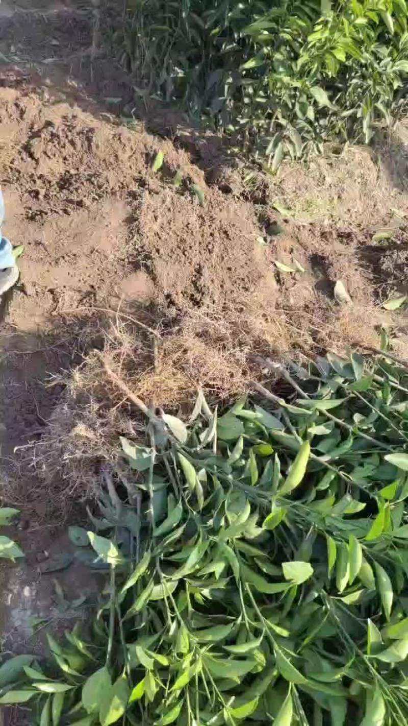 沃柑苗