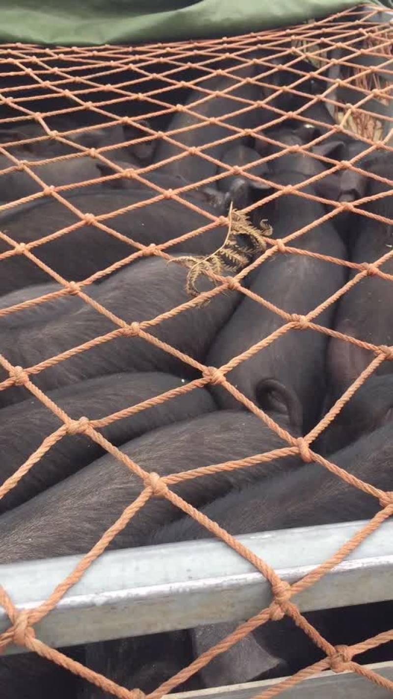 乌金猪