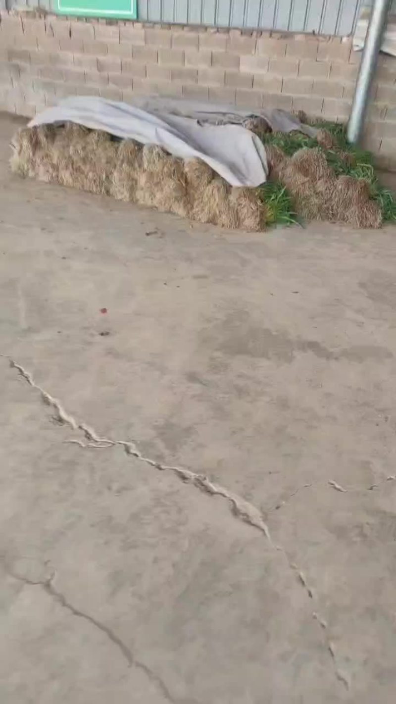 蒜苗精品徐州蒜苗，量大质优