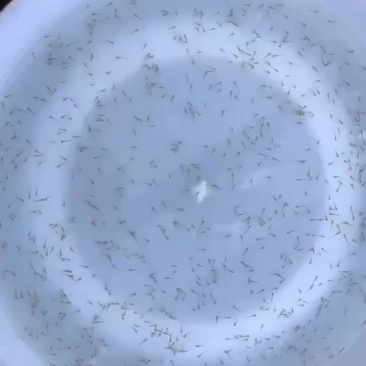 优质纯种快大型鲫鱼水花，2月1日有300万现货出售