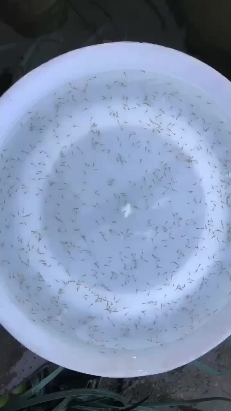 优质纯种快大型鲫鱼水花，2月1日有300万现货出售