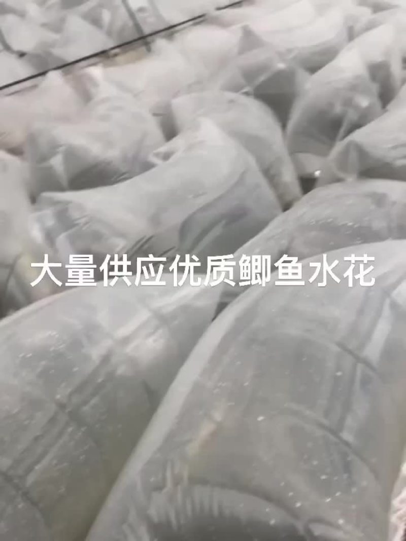 优质纯种快大型鲫鱼水花，2月1日有300万现货出售
