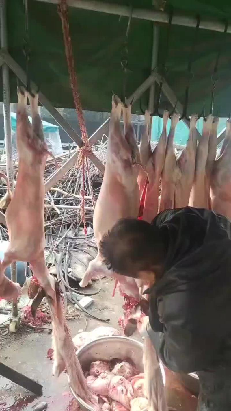 烤全羊，专用7-22斤，量大，现宰新鲜，全国配送，大小规