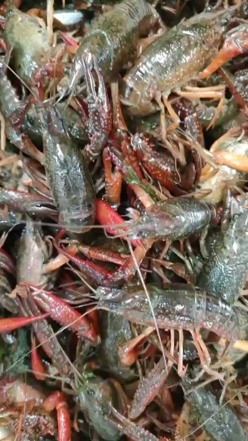 清水小龙虾已上市，需要批发的老板可直接对接，全国可发