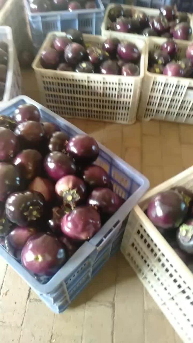 茄子