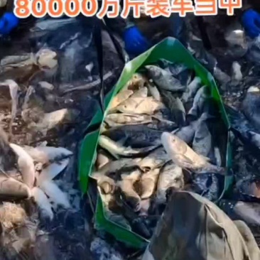 大头花鲢，有机大头花鲢