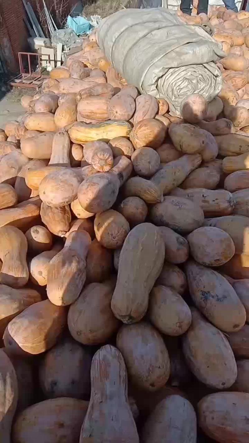 工厂南瓜全国发货有需要的老板联系，价格美丽