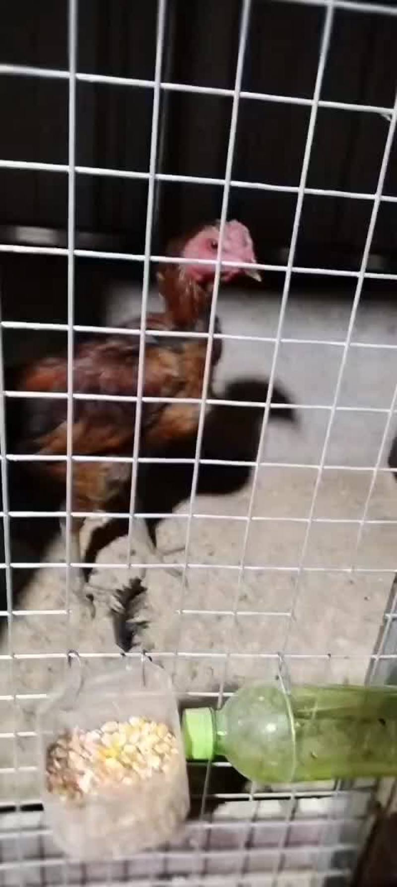 河南商丘精品斗鸡可视频看货，代发全国各地