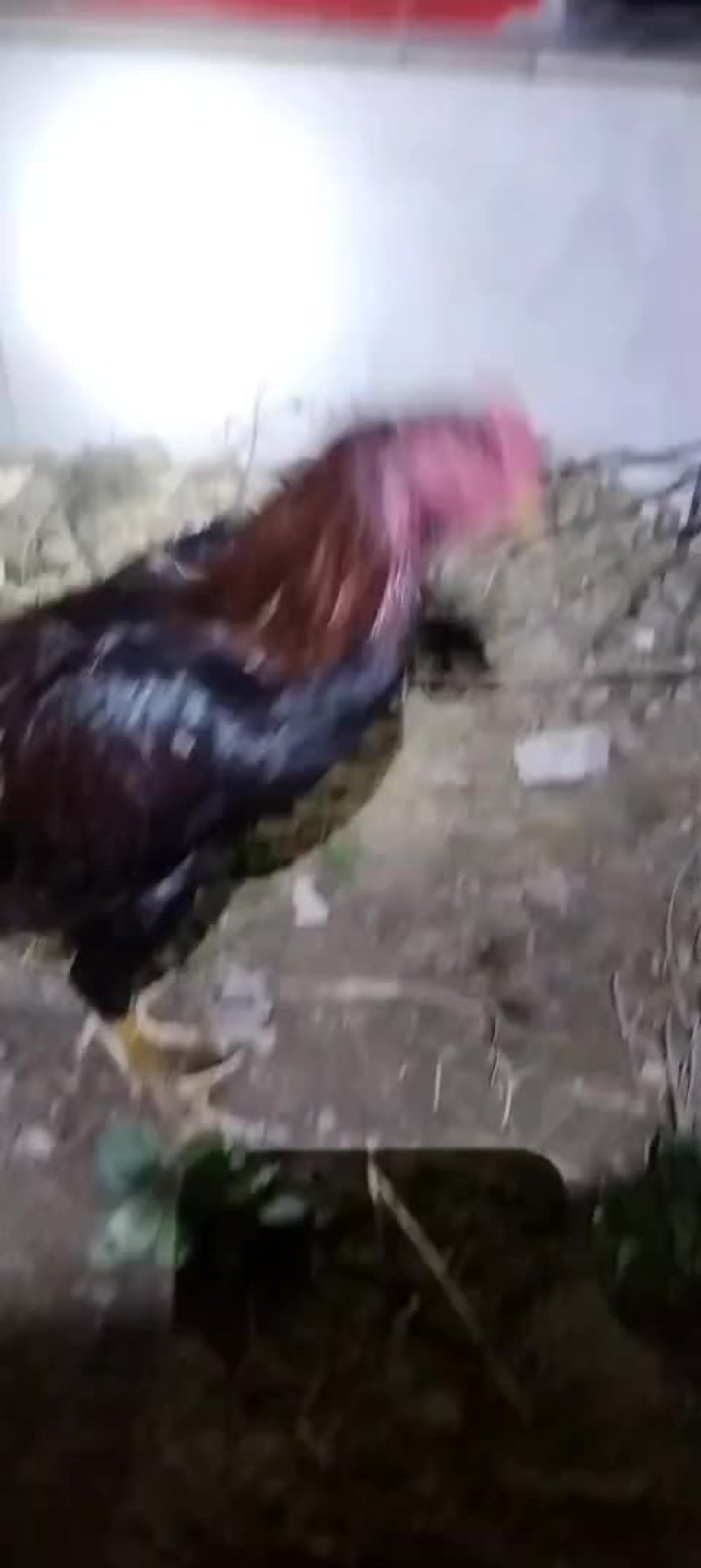 河南商丘精品斗鸡可视频看货，代发全国各地