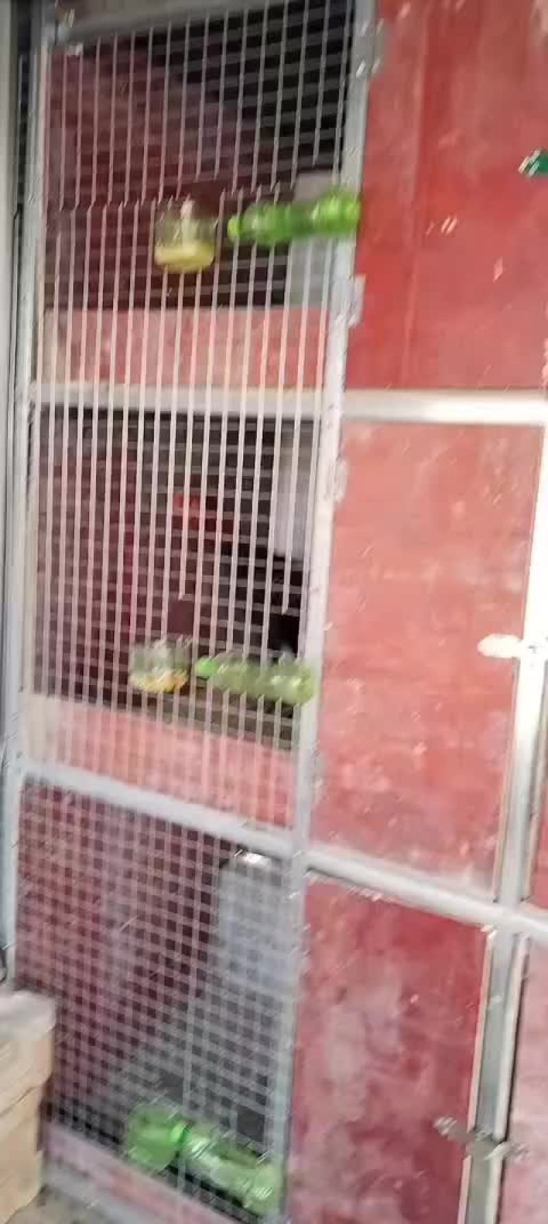 河南商丘精品斗鸡可视频看货，代发全国各地