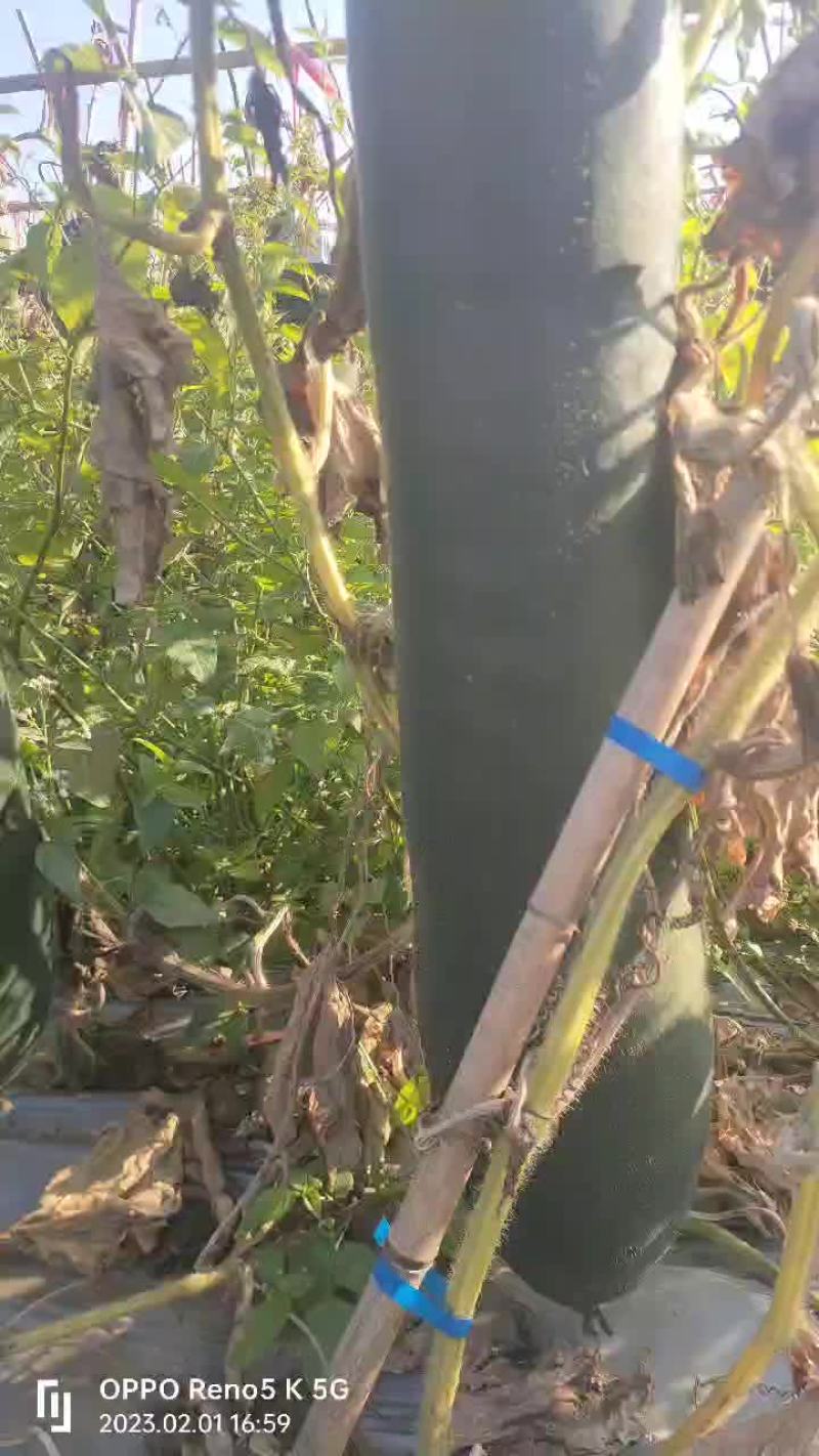 冬瓜