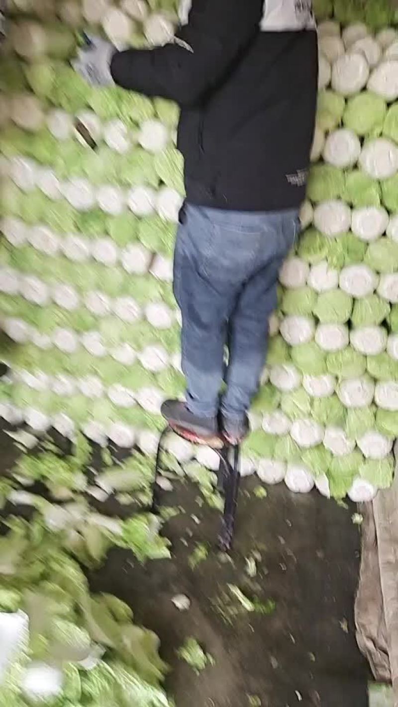 【北京3号白菜】白菜，可直接食用