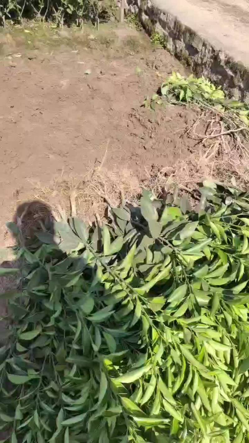沃柑苗