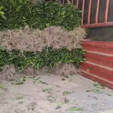 沃柑苗