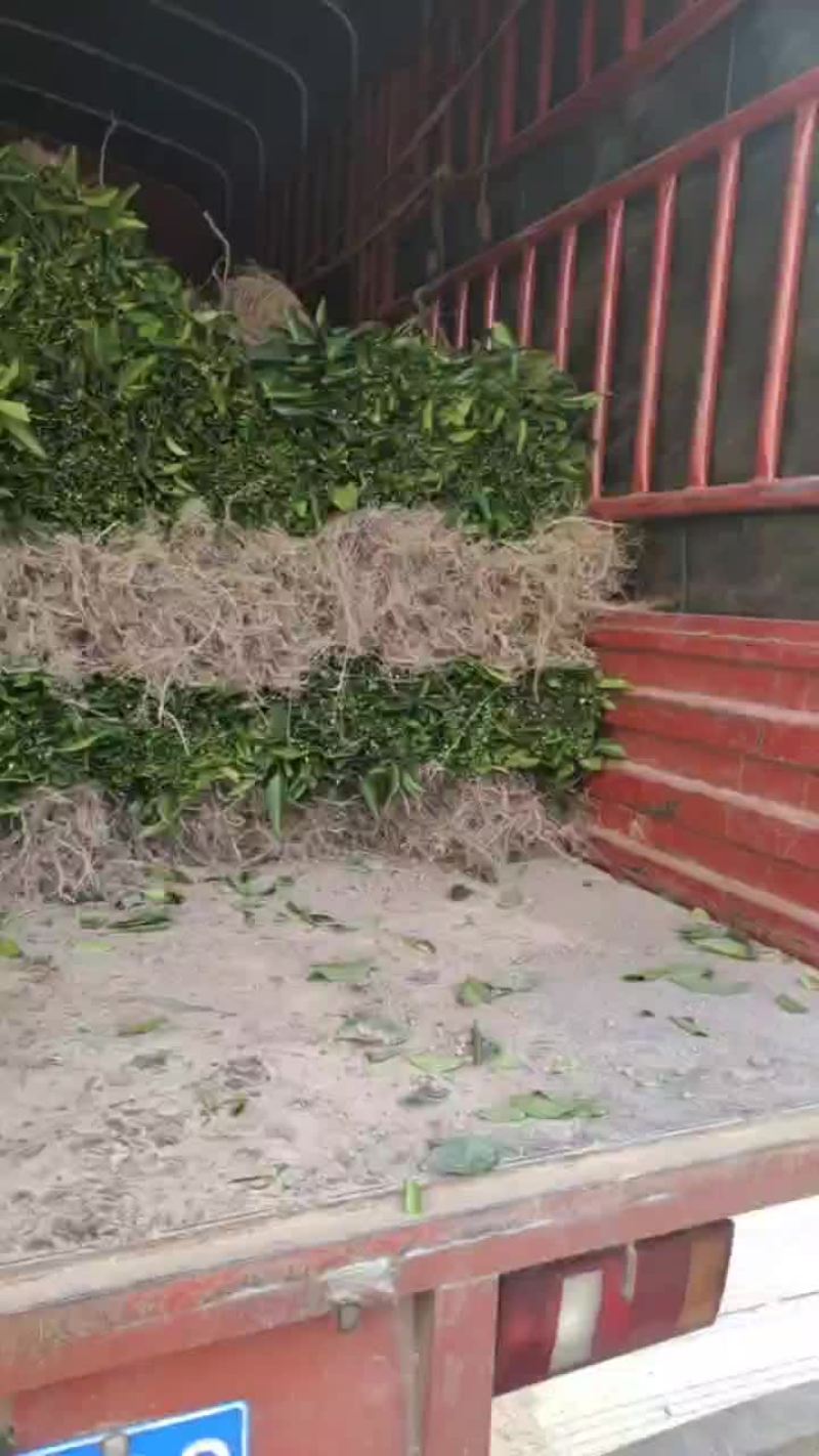 沃柑苗