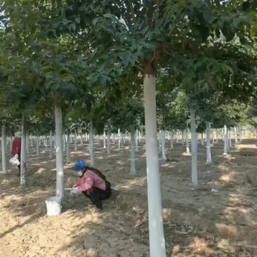 出售：精品大叶女贞12-13公分，1000棵，