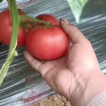 西红柿