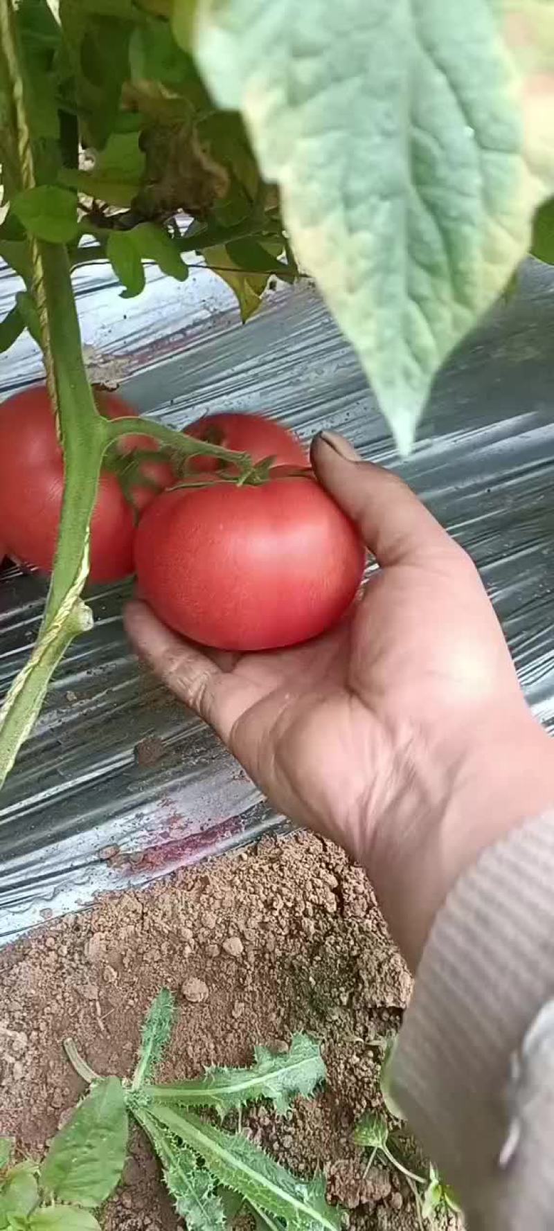 西红柿