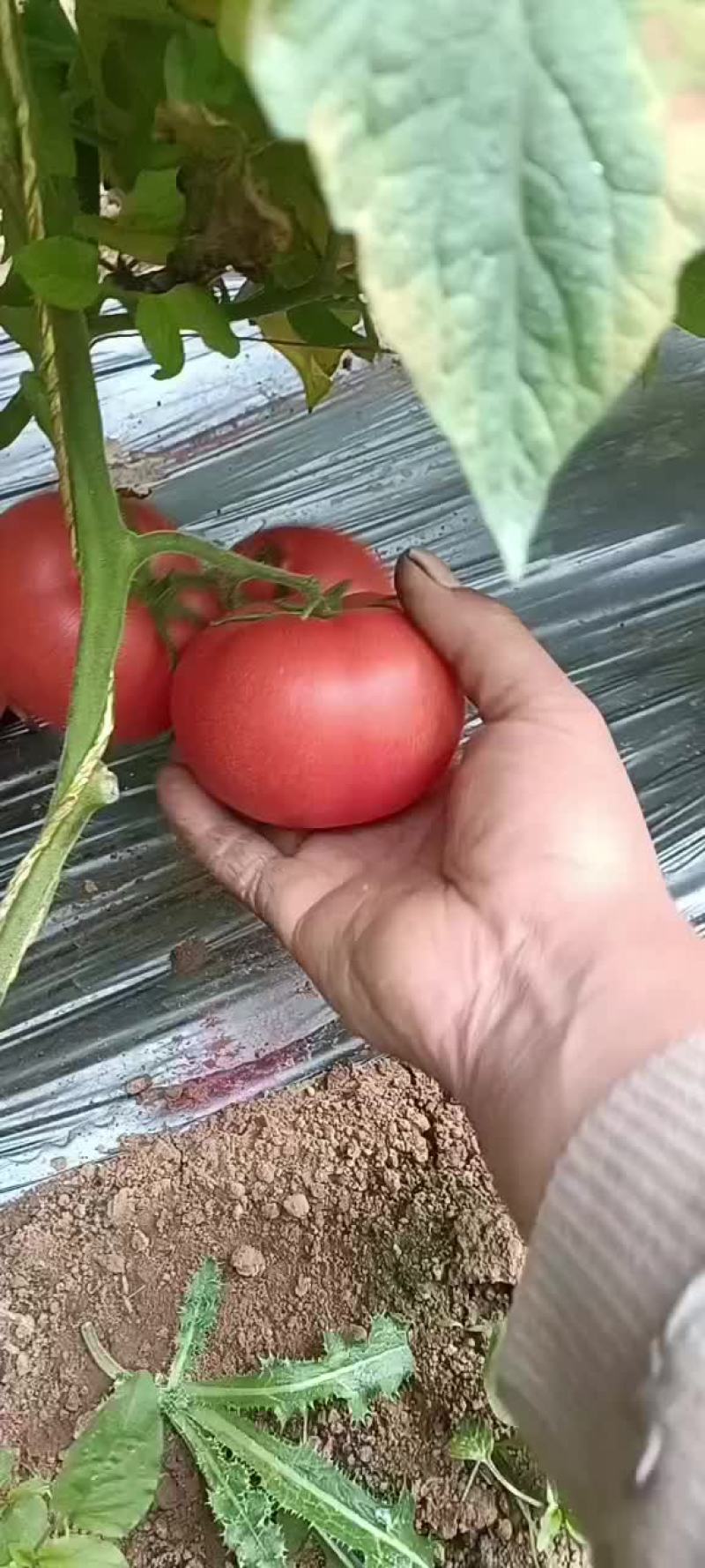 西红柿