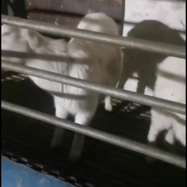 羊
