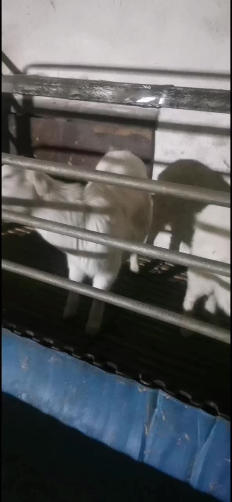 羊