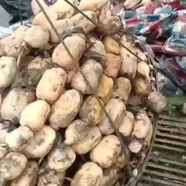 精品藕