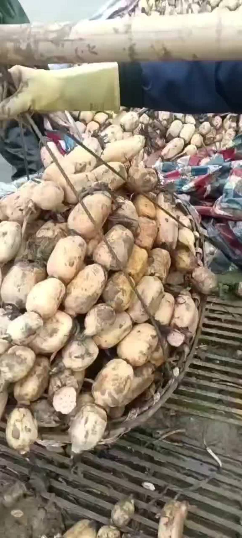 精品藕