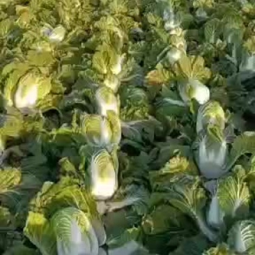 白菜