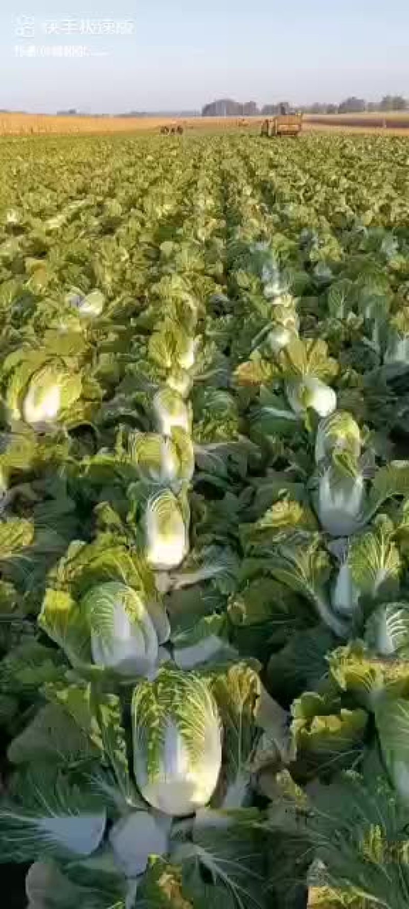 白菜
