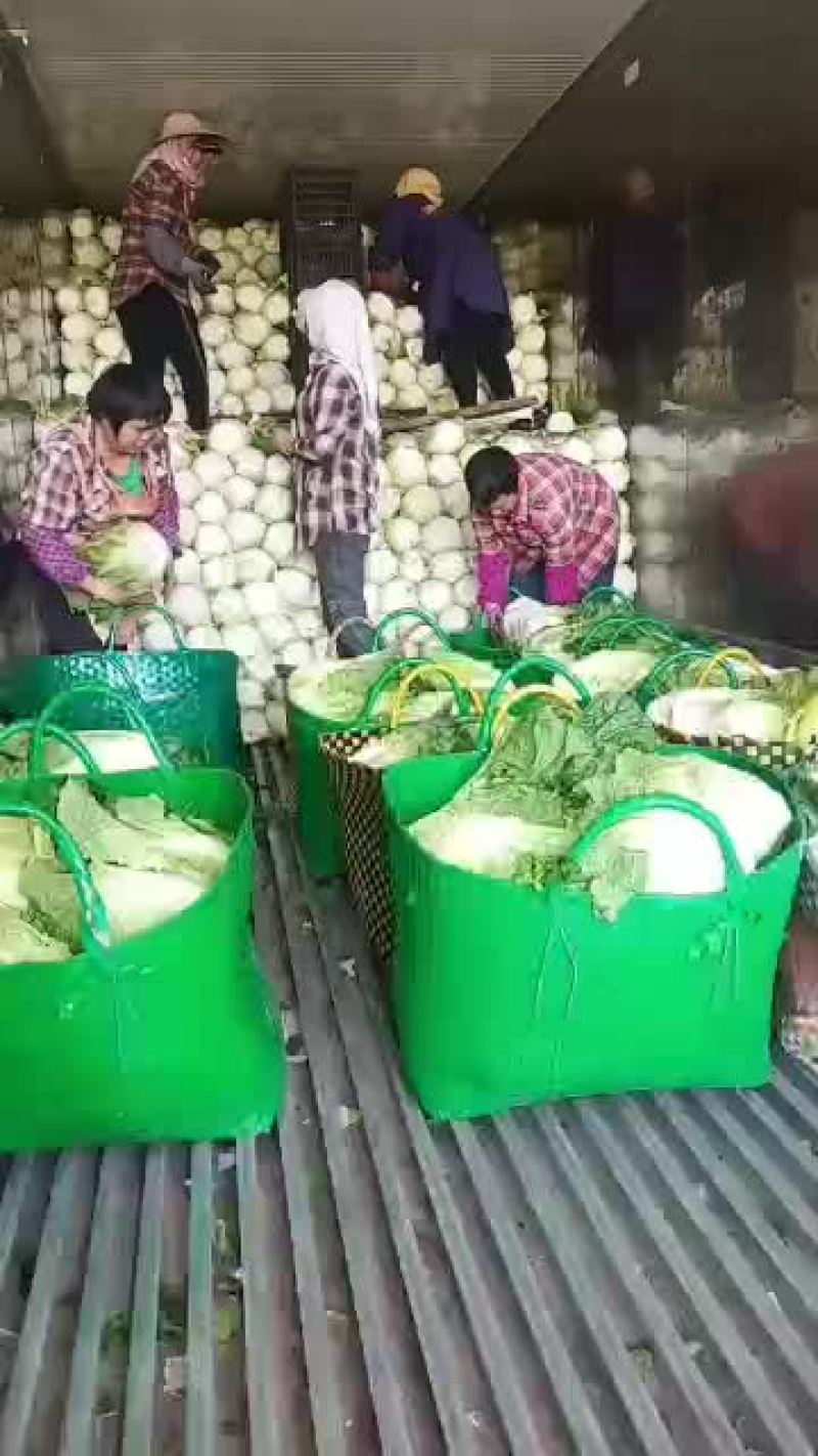 白菜