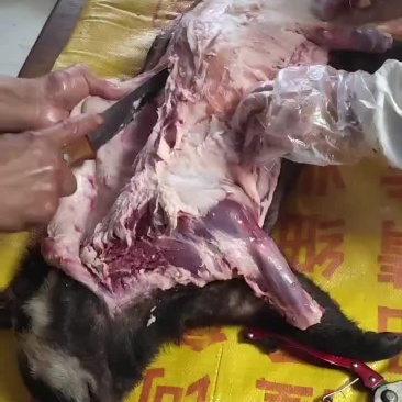 獾子油