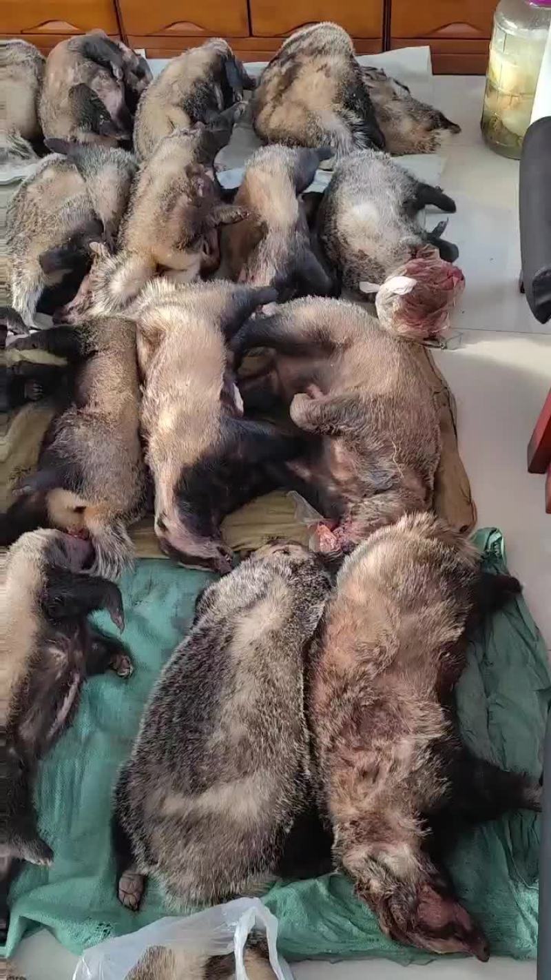 獾子油