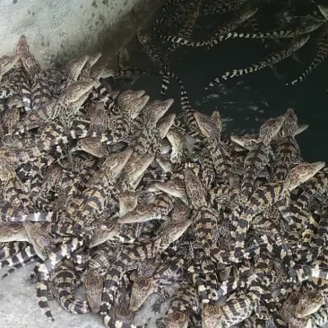 鳄鱼苗