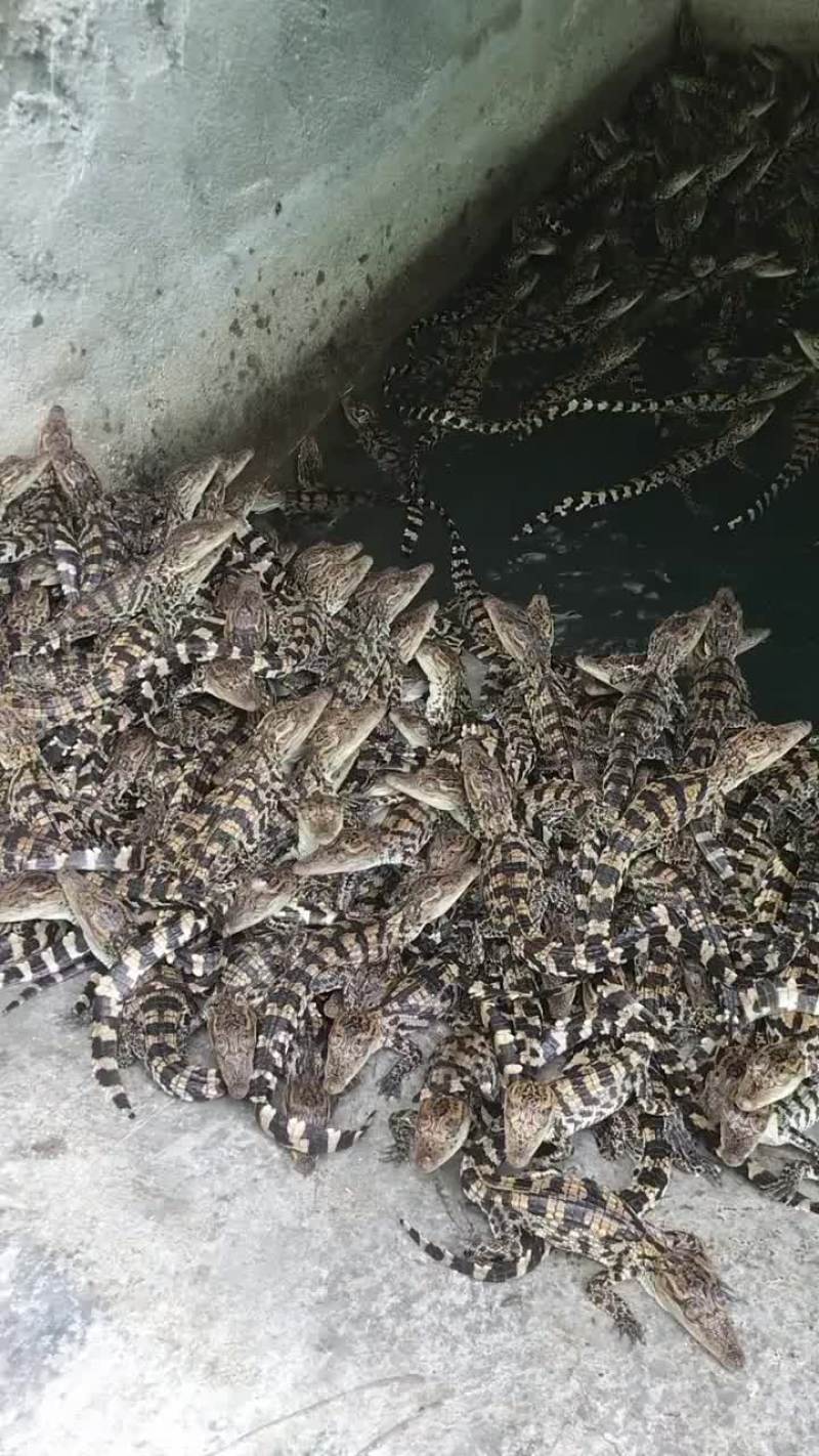 鳄鱼苗