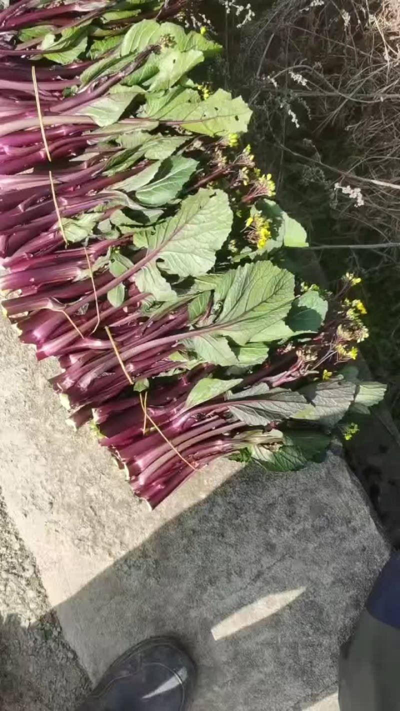 红菜苔