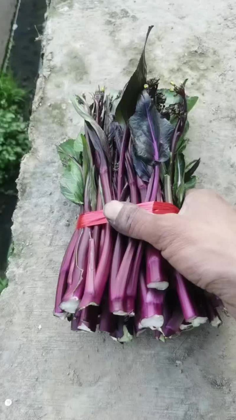红菜苔