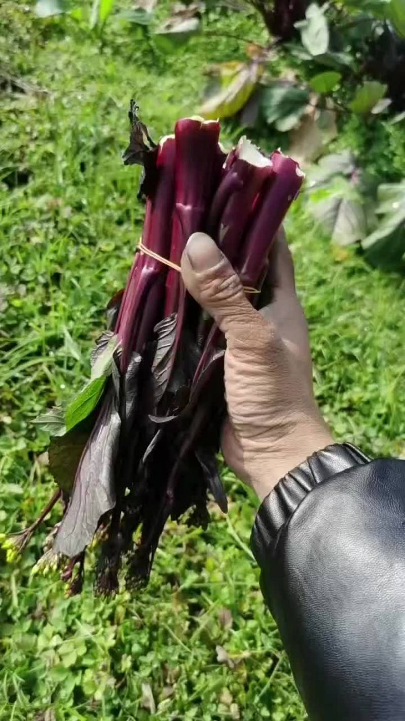 红菜苔