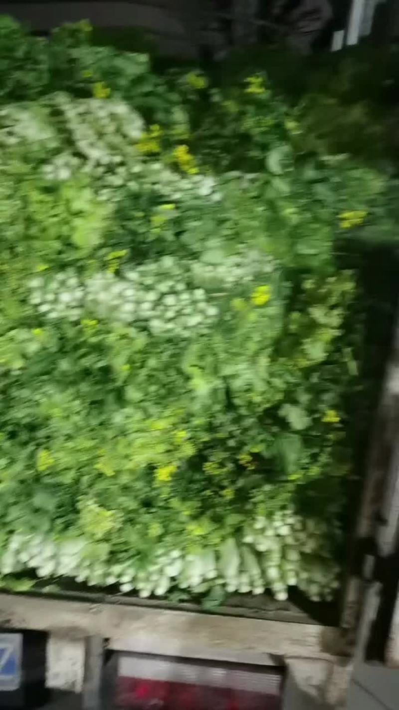 红菜苔