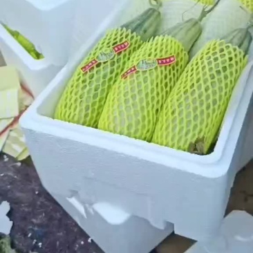羊角蜜博洋二k上市