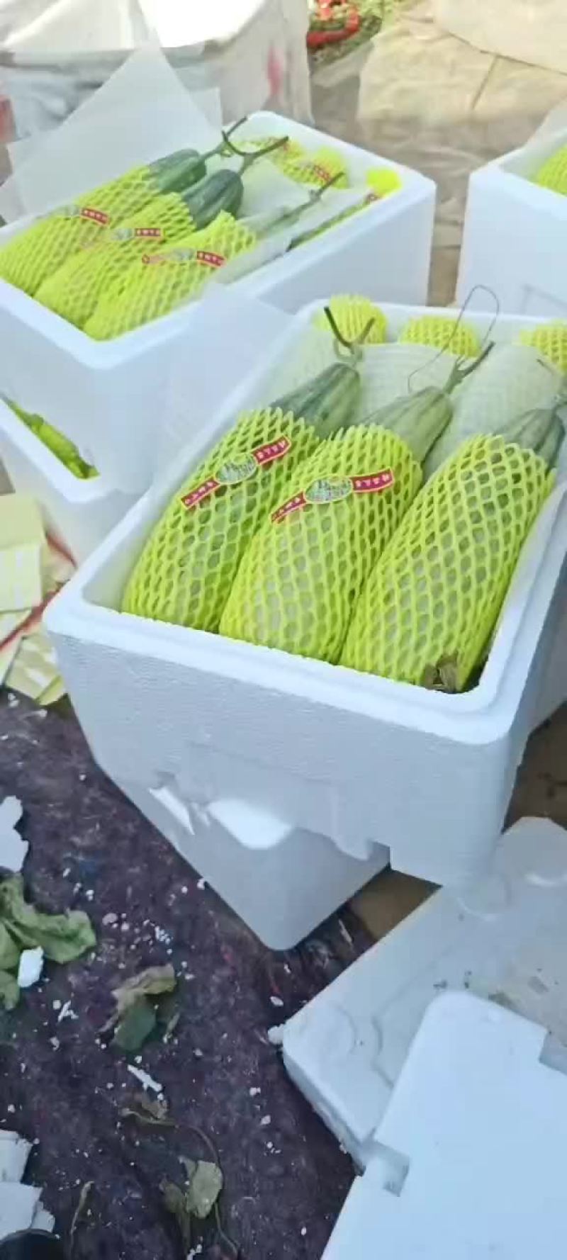 羊角蜜博洋二k上市