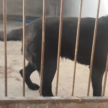东德牧羊犬