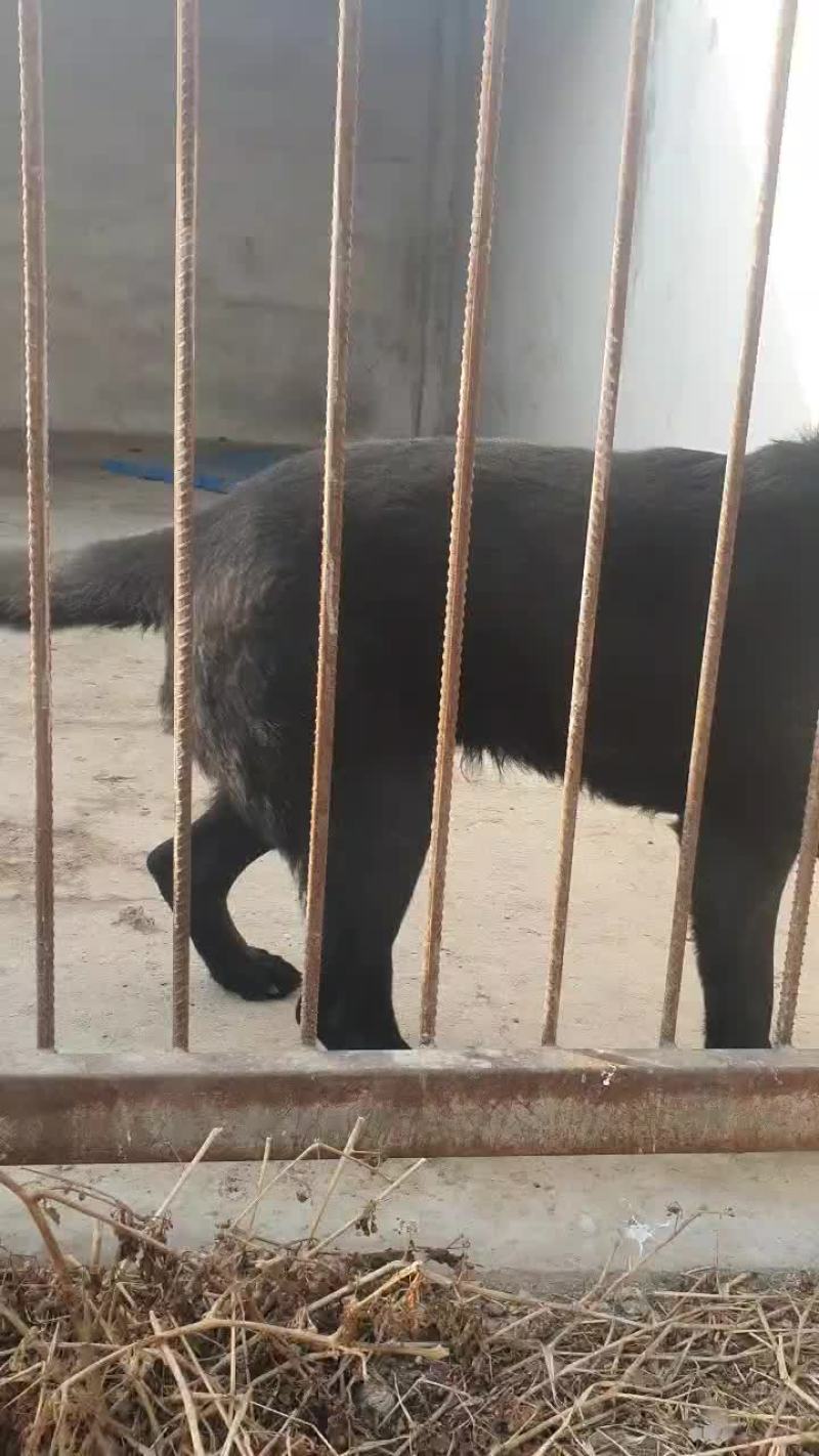 东德牧羊犬