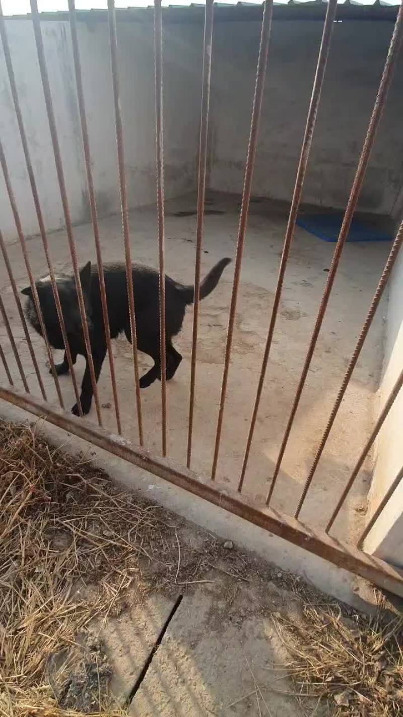 东德牧羊犬