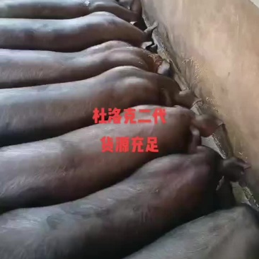 杜洛克二代，需要请联系