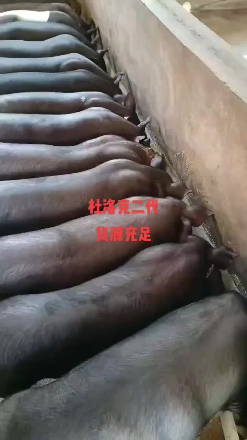 杜洛克二代，需要请联系