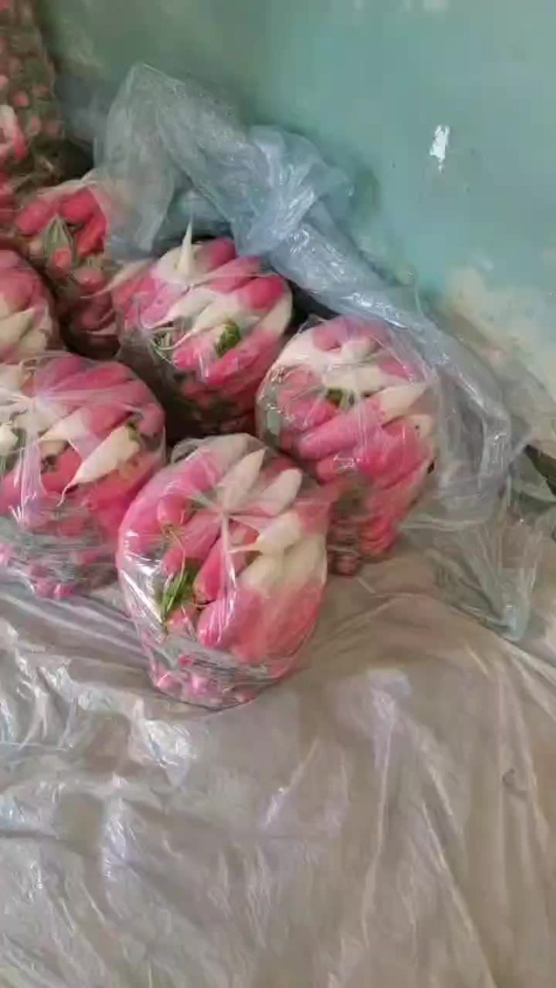水萝卜不空心水分饱满