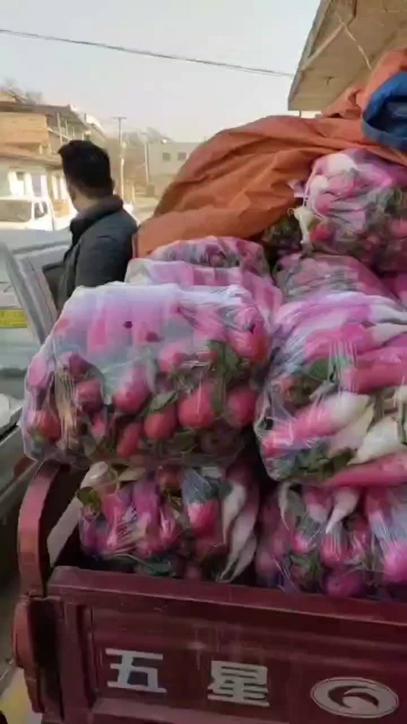 水萝卜不空心水分饱满