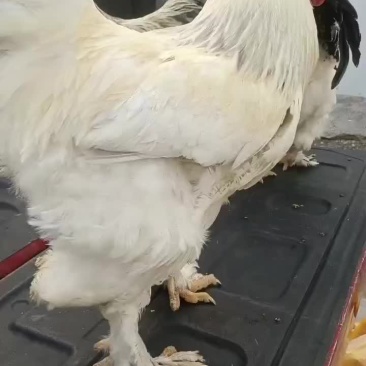 大型婆罗门鸡
